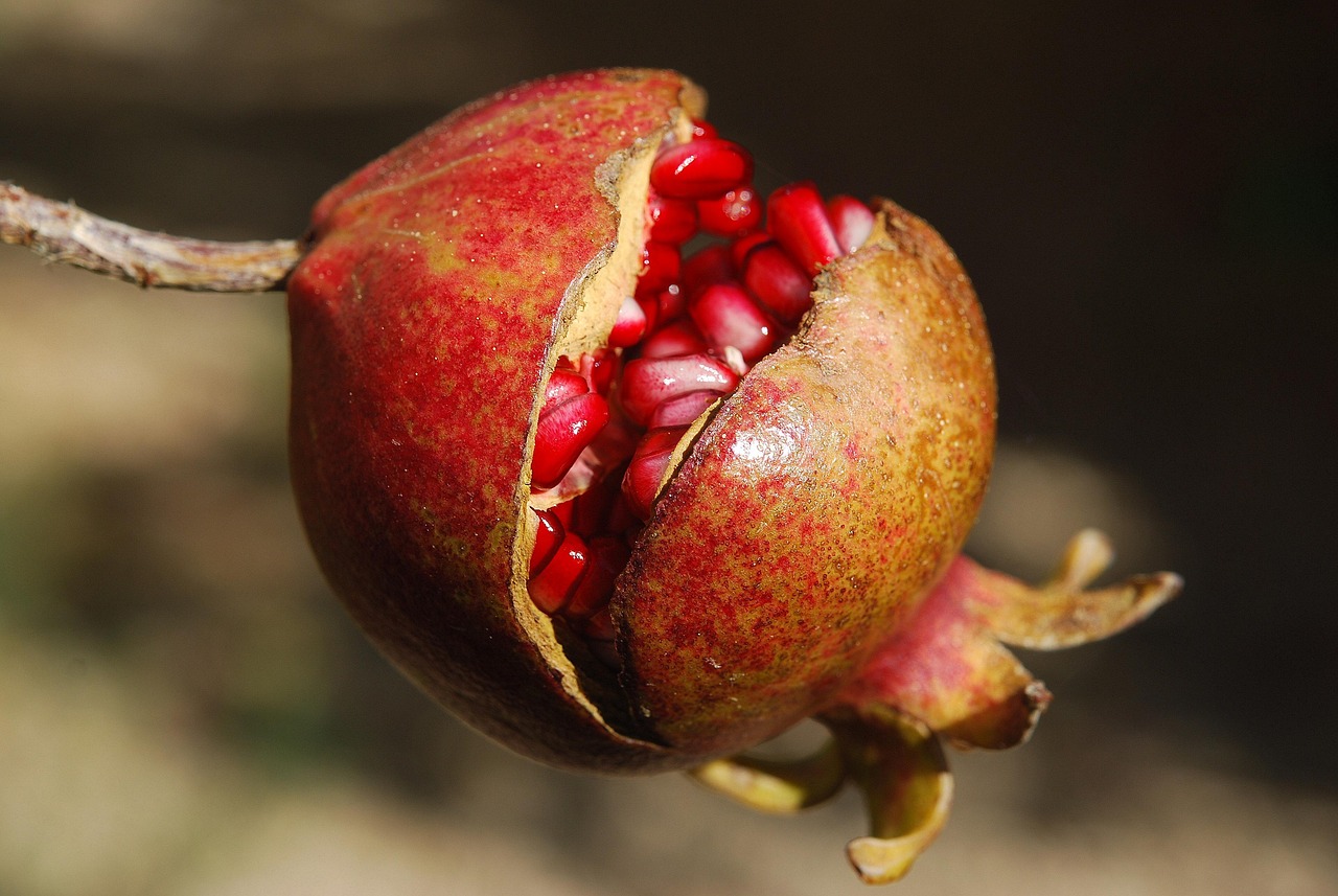entdecken sie die welt der superfoods: erfahren sie mehr über ihre gesundheitlichen vorteile, anwendungsmöglichkeiten und wie sie ihre ernährung bereichern können. tipps, rezepte und wissenswerte informationen rund um superfoods.