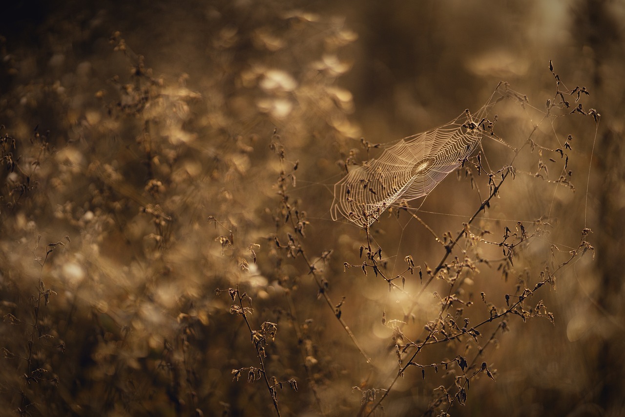 entdecken sie die besten tipps und tricks zur pflege von seide. erfahren sie, wie sie ihre seidenkleidung und -stoffe richtig reinigen, waschen und aufbewahren, um ihre schönheit und langlebigkeit zu erhalten.