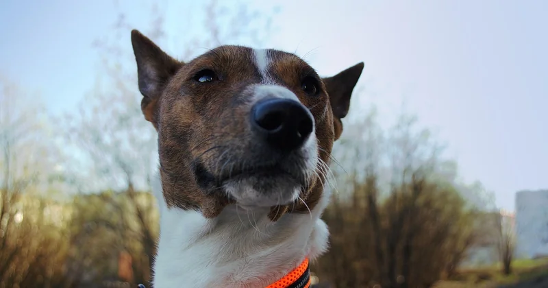 Basenji Charakter: Ein Hund, der eigene Entscheidungen trifft