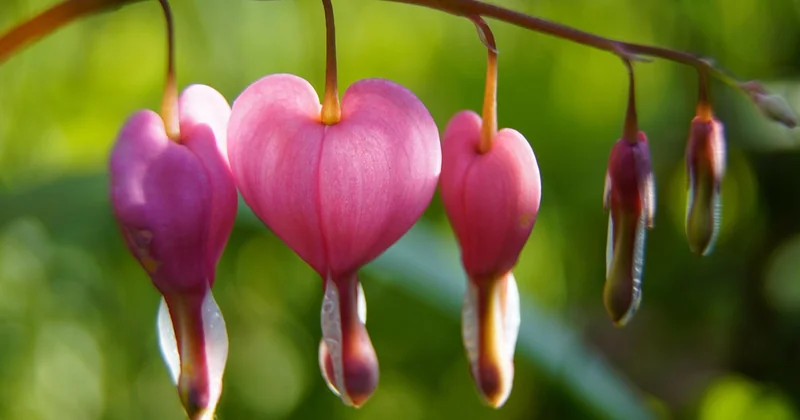 Für welches Organ ist Knoblauch gut?