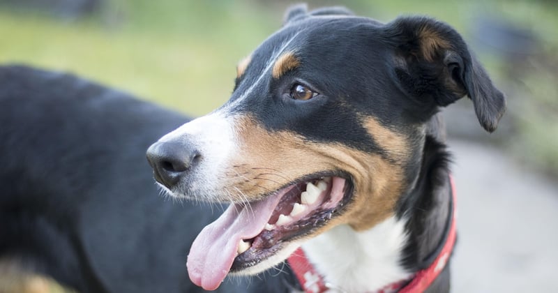 Basenji: Der rätselhafte Hund ohne Bellen im Porträt