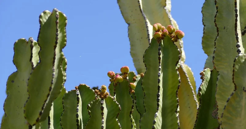 La Gomera Reisewarnung: was Sie wirklich beachten sollten